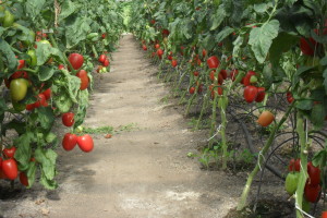 pomidor szklarnia