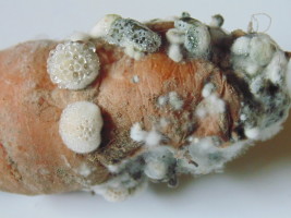 Zgnilizna twardzikowa (sklerocja w grzybni) objawy na korzeniu marchwi