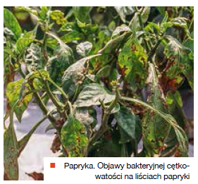 Choroby bakteryjne- ochrona warzyw