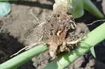 larwa śmietki kapuścianej żerująca na korzeniu brokuła