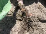 larwy śmietki żerujące w korzeniu