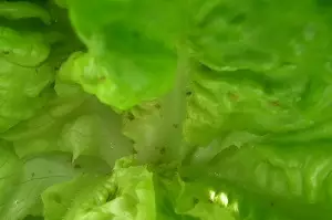 mszyce-salata1