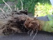 objawy żerowania śmietki kapuścianej na korzeniach