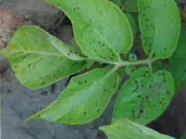 Początkowe symptomy alternariozy na liściach