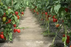 pomidor szklarnia