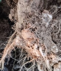 Kiła – symptomy na korzeniu kalafiora