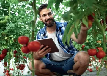 Mężczyzna zbiera pomidory