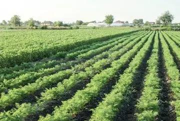 Europejski Zielony Ład a nawożenie warzyw