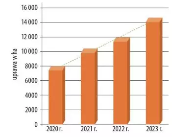 Uprawa kukurydzy cukrowej w latach 2020–2023 w Polsce - wykres