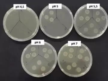 Wpływ pH na proces namnażania bakterii Azotobacter salinestris
